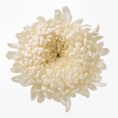 White chrysanthemum isolated
