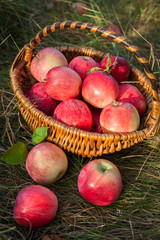 Basket with apples healthy organic nutrition food. Autumn garden