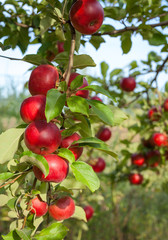 Apple tree green branch harvest in the garden. Organic