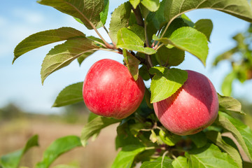 Apple tree branch with two red apples in rustic garden. Healthy