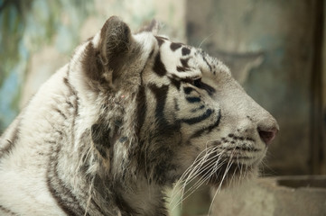 Naklejka premium White Tiger Siesta