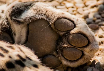 Fototapeten Leopard paw © zemkooo2