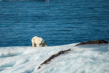Save polar bear in arctic