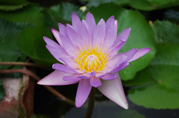 Purple Lotus