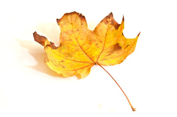 feuille de platane à l'automne sur fond blanc