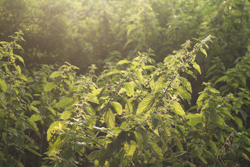wild urtica plants