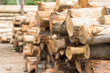 Pile of tree trunks cut