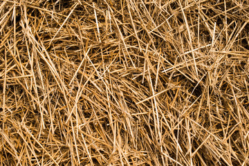 Dry straw macro shot