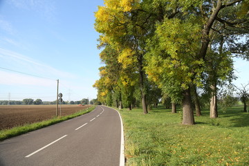 Allee Straße und Bäume im Herbst Altweibersommer
