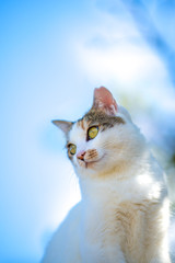 寒さの中ののらねこ