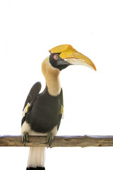 Obraz premium isolate hornbill