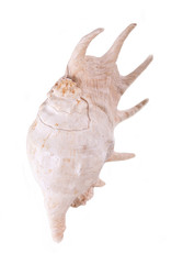 sea shell isolated on white