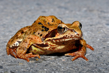Grasfrosch