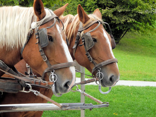 zwei Pferdek&ouml;pfe
