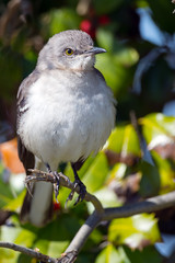 Northern Mockingbird in a tree