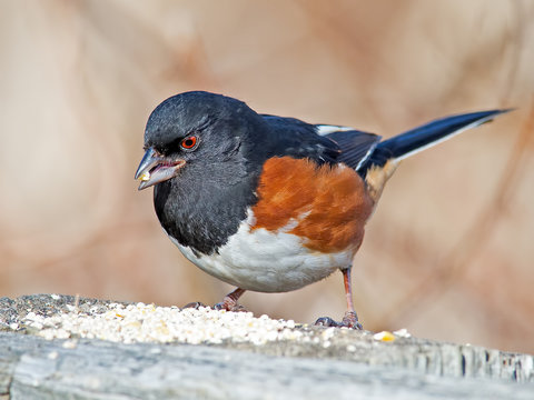 Male Eastern Towhee Eating Bird Seed