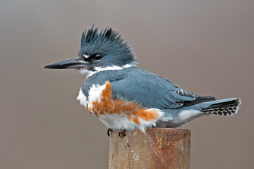 Fototapeta premium Female Belted Kingfisher