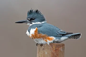 Fotobehang IJsvogel Female Belted Kingfisher  © Brian E Kushner