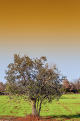 Fototapeta premium plantation of olive trees