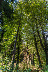 wald in dachau