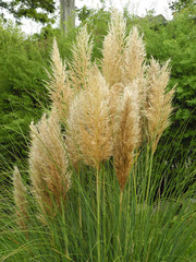 Pampasgras