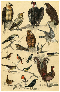 Legend of Plate, vintage engraving.
