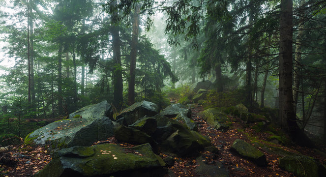 Fototapeta fog in forest