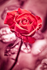 Red rose as a natural valentines and holidays background