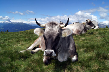 Mittagspause, Südtirol