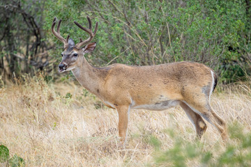 Naklejka na ściany i meble Whitetail deer buck