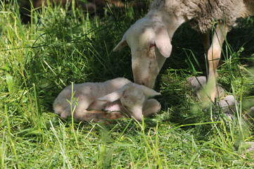 Neugeborenes