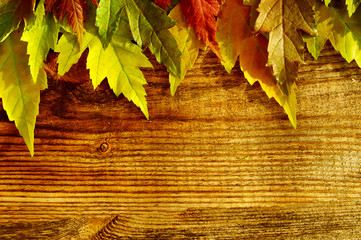 Naklejka na ściany i meble Autumn background with bright autumn leaves. Autumn leaves on a textural wooden surface. With copy space