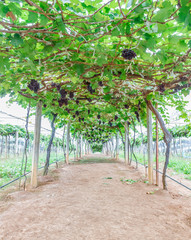 Red grapes  ready to be harvested