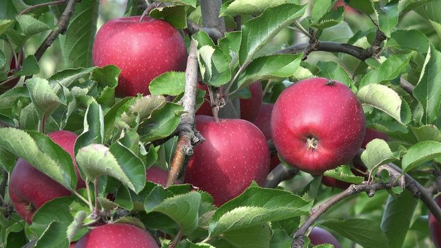 Rote Äpfel hängen am Apfelbaum