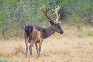 Fototapeta premium Fallow Deer