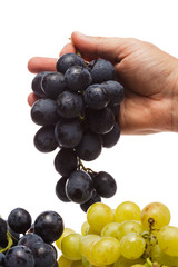 Man hand holding Fresh grape cluster on white with water drops