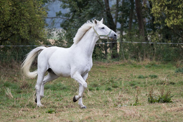 Ein weißes Trakehner Pferd steht auf der Koppel