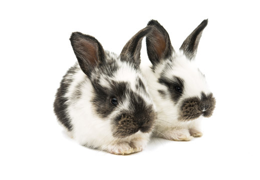 little rabbits