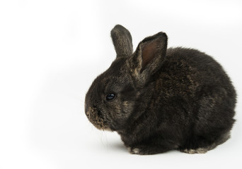 Obraz premium little rabbits