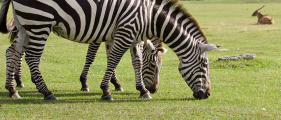 Two beautiful zebras on the grass field