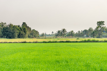 ricefield