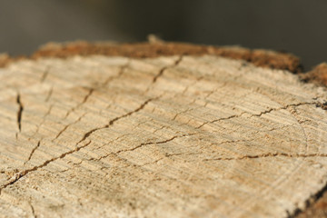 Obraz premium stump of tree felled