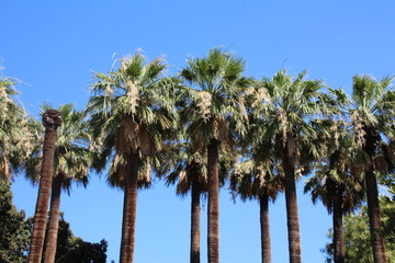 Obraz premium Kalifornische Washingtonpalmen im Nationalgarten in Athen