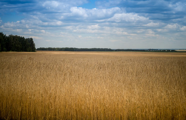 Obraz premium Хлебное поле