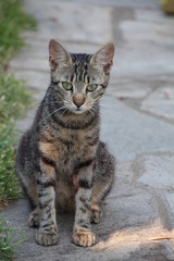 Obraz premium Katzen