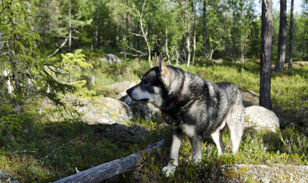 Swedish moose hound (Jämthund) focusing on something in the forrest, picture from the North od Sweden.