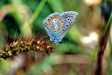 Bläuling