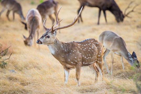 Chital Deer Buck