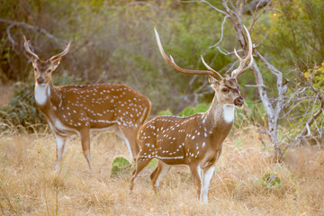 Obraz premium Axis Deer Buck
