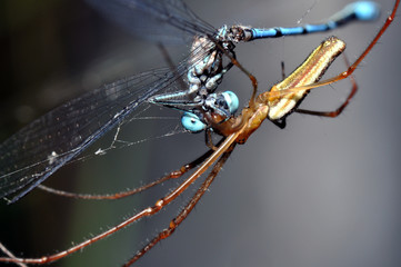 Libelle im Spinnenfang